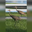 Sandhill Crane Reviews | RateItAll