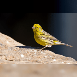 Atlantic Canary image