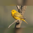 Yellow Warbler Reviews | RateItAll