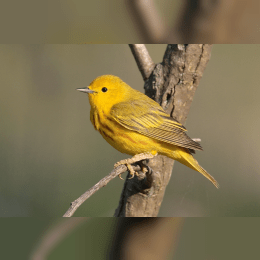 Yellow Warbler image