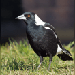 Australian Magpie Reviews | RateItAll