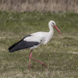 White Stork image