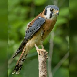 American Kestrel image