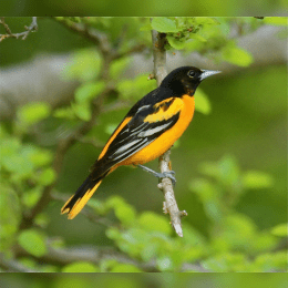 Baltimore Oriole image