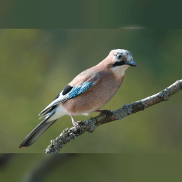 Eurasian Jay image