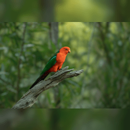 Australian King Parrot image