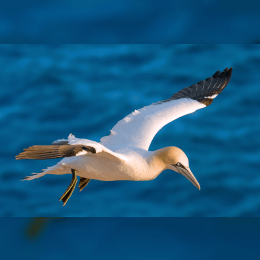 Northern Gannet image