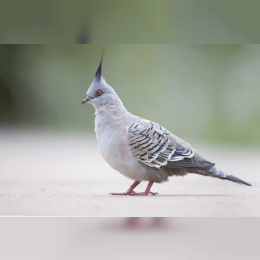 Crested Pigeon image