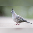 Crested Pigeon Reviews | RateItAll