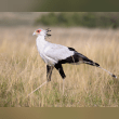 Secretary Bird Reviews | RateItAll