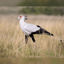 Secretary Bird image