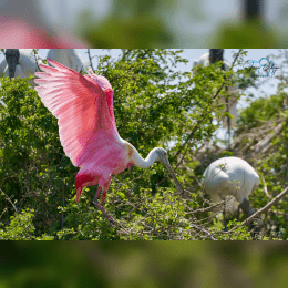 Roseate Spoonbill image