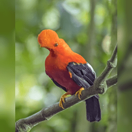 Andean Cock-of-the-Rock image