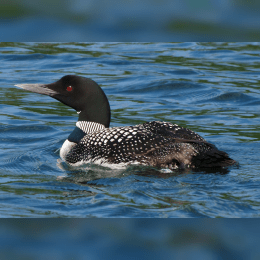 Common Loon image