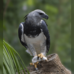 Harpy Eagle image