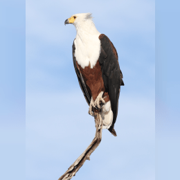 African Fish Eagle image