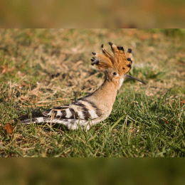 Hoopoe image