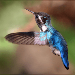 Bee Hummingbird image