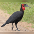 Southern Ground Hornbill Reviews | RateItAll