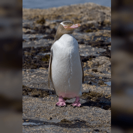 Yellow-eyed Penguin image