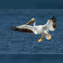 American White Pelican image