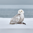 Snowy Owl Reviews | RateItAll