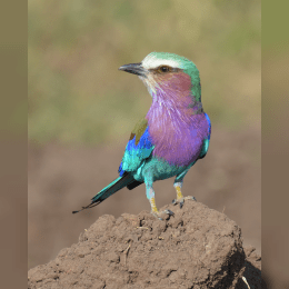 Lilac-breasted Roller image