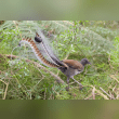 Superb Lyrebird Reviews | RateItAll