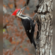 Pileated Woodpecker Reviews | RateItAll