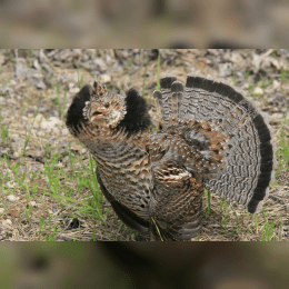 Ruffed Grouse image