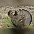 Ruffed Grouse Reviews | RateItAll