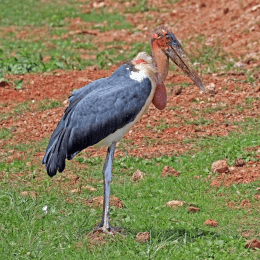 Marabou Stork image