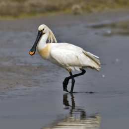 Eurasian Spoonbill image