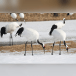 Red-Crowned Crane Reviews | RateItAll