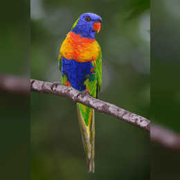 Rainbow Lorikeet image