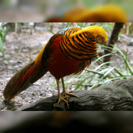 Golden Pheasant image