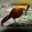 Golden Pheasant Reviews | RateItAll