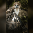 Philippine Eagle Reviews | RateItAll