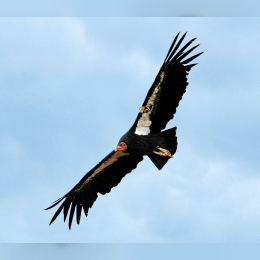 California Condor image