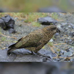 Kea image