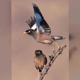 Common Myna image