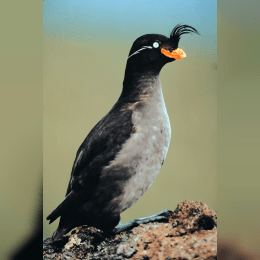 Crested Auklet image