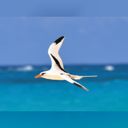 White-tailed Tropicbird image