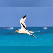 White-tailed Tropicbird Reviews | RateItAll