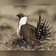 Greater Sage-Grouse Reviews | RateItAll