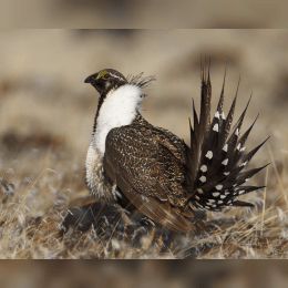 Greater Sage-Grouse image