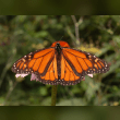 Monarch Butterfly Reviews | RateItAll