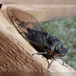 Cicada image