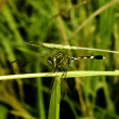 Dragonfly Reviews | RateItAll
