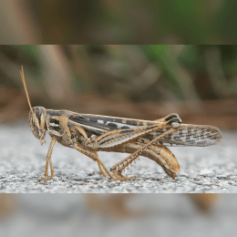 Grasshopper image